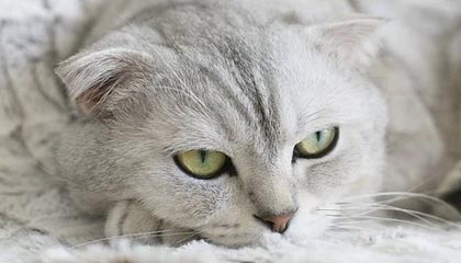 Taliesin 和 Evitel 每周新闻：暴雪拯救了《地心之战》前夕补丁！